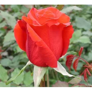 Роза "Red unique"